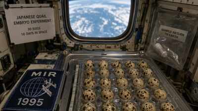 In 1995, NASA sent 30 fertilised Japanese quail eggs to the Mir space station for 16 days; abnormalities developed in more than four times as many embryos as compared with the Earth ones |