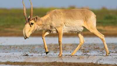 Kazakhstan lost 200,000 saigas in a devastating die-off in 2015; now the population has surged past 4.6 million creating tensions with the human population |