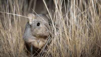 Australia brought digging mammals back to an 8,000-hectare sanctuary; 8 years later, scientists found they had reshaped underground insect communities |