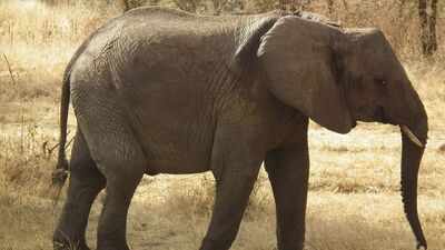 African elephants are raiding small farms in Tanzania; a new study found when and why most crop attacks happen |