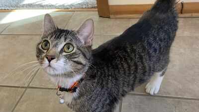 Domestic cats kill 2.4 billion birds annually in US; scientists made bright cat collars which reduce bird kills by 61% |