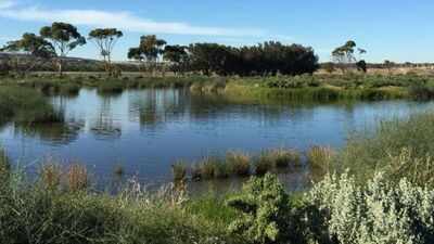 Australia planted vast commercial forests across the Green Triangle; decades later, wetlands are running dangerously low |