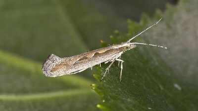 Scientists exposed diamondback moths to extreme heat for 3 years; their descendants evolved faster development and greater heat survival |