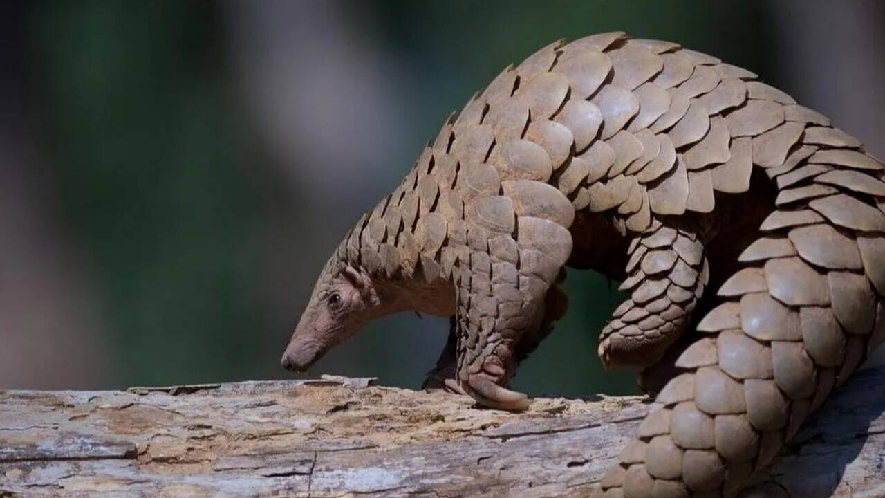10 Indian animals that can leave you wondering: How does nature create this?