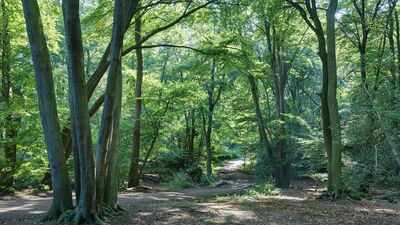 Britain planted woodland on former farmland; 25 years later, scientists found its soil and plants were still different from ancient woodland |