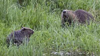 Britain released two beavers into a 10-hectare forest; 5 years later, peak water flow fell 46.6% and baseflow rose by 417% |
