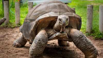 In 2018, Madagascar began rebuilding a giant tortoise population with just 12 founders; their offspring showed increased genetic diversity |