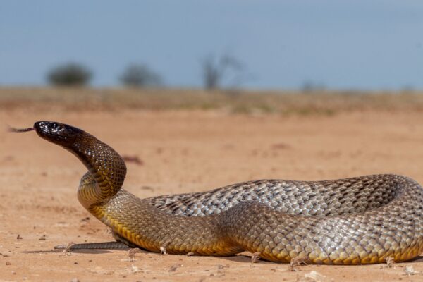 1950: Kevin Budden, a 20-year-old photographer, was dying from a taipan snake bite when he insisted the snake be saved; five years later, its venom helped save a boy’s life