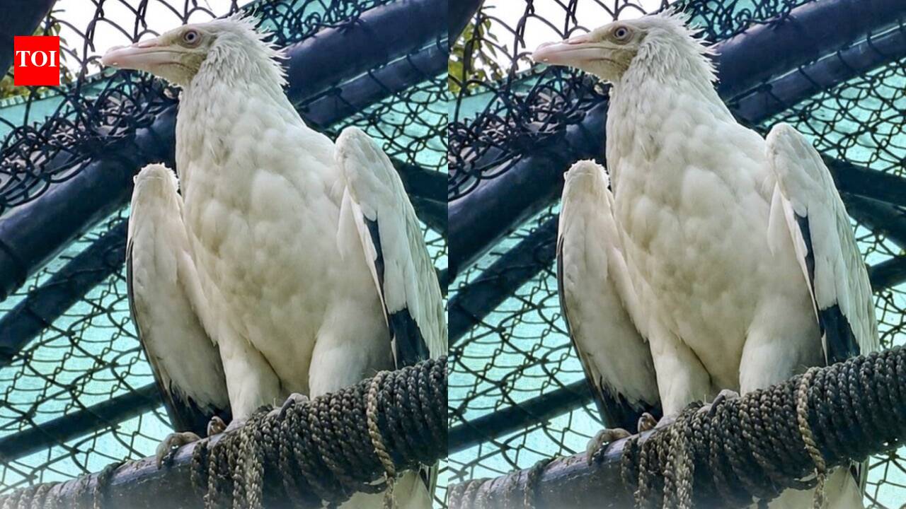 Jatayu may finally find love after spending more than 20 years alone at Delhi Zoo; authorities in talks with two zoos to find a suitable mate for ageing Egyptian vulture