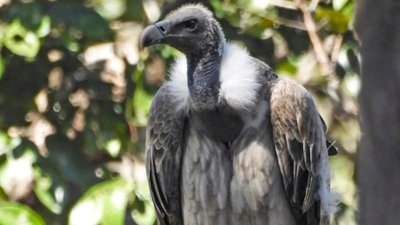 As vultures disappear, minister calls for 'safe zones' | India News