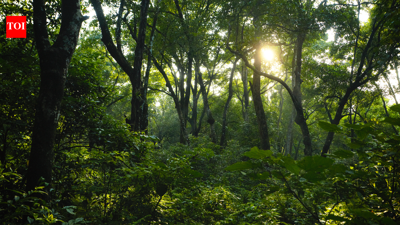They bought 35 acres of barren land near Ranthambore, years later, it became a refuge for Tigers and wildlife |