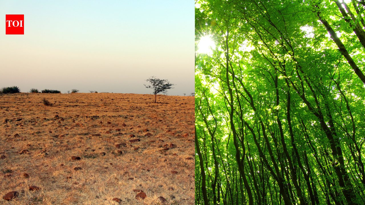 In 2007, Dr Shankar Lal Garg bought 22 acres of rocky land near Indore, today it has 40,000 trees |