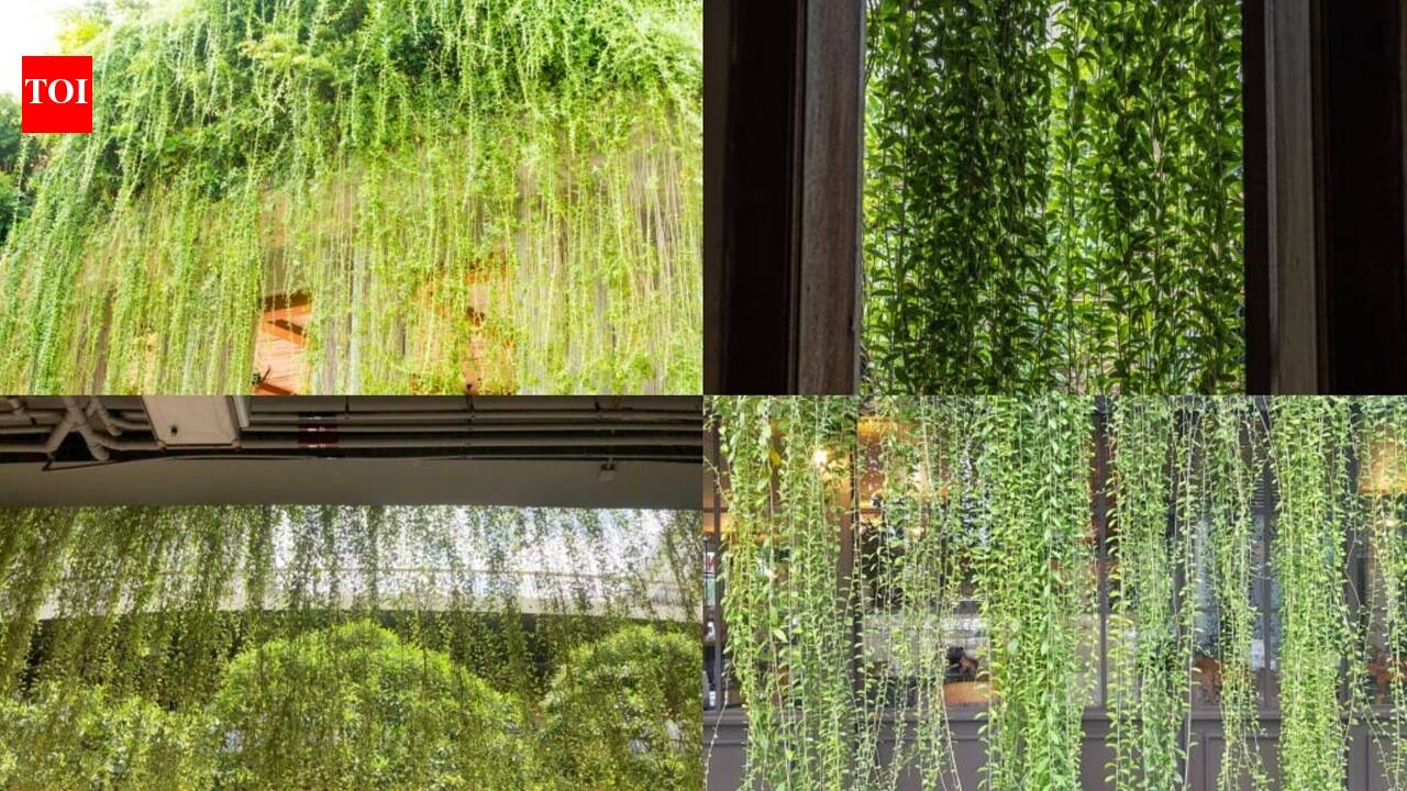 How To Create A Living Curtain: DIY: Create a beautiful “living curtain” with hanging plants to add privacy, freshness and natural charm to your home |