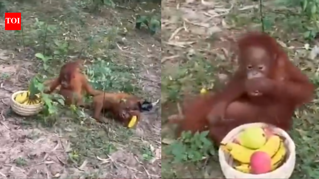 Abandoned Baby Orangutans: Five baby orangutans found abandoned in Odisha forest during routine patrolling by forest officials: How did the non- native species get there?
