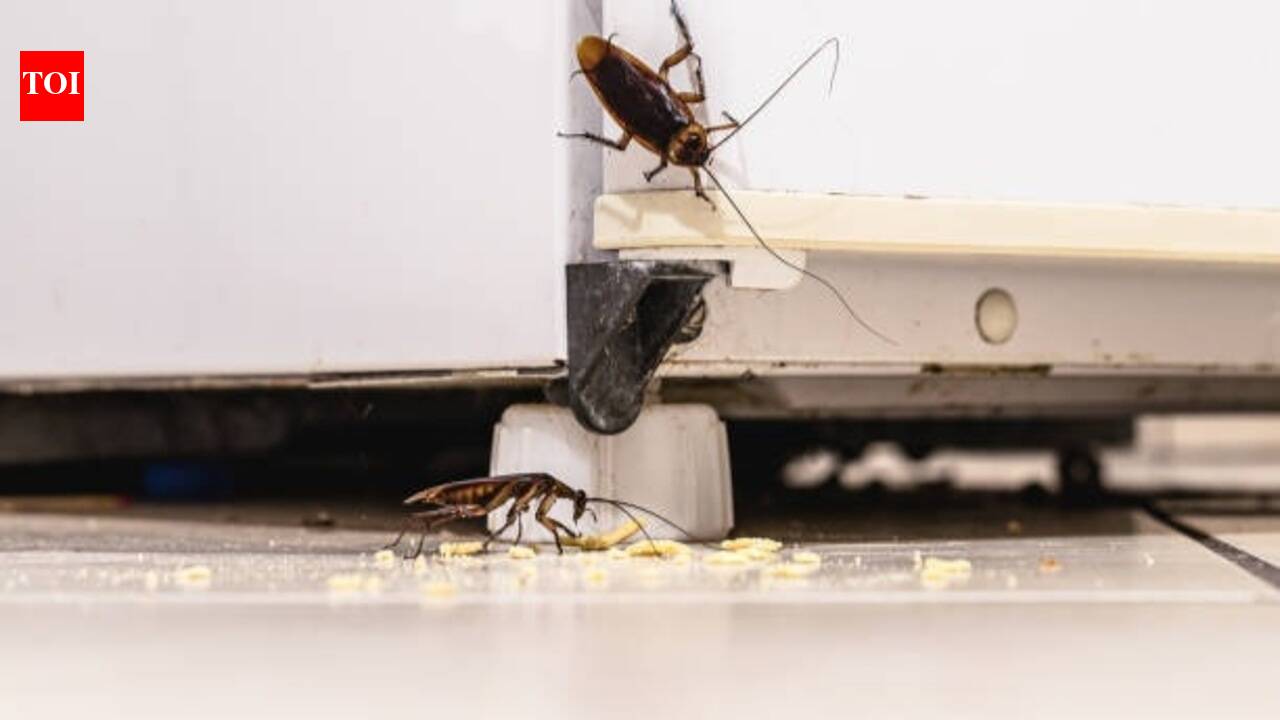 Cockroach Prevention: 7 simple ways to keep cockroaches out of your home