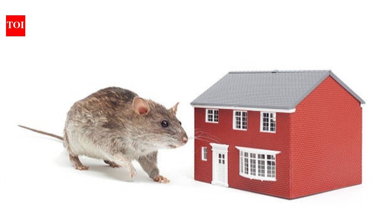 How To Keep Rodents Out Of Your House: 5 smart hacks to keep rodents out of your house: Simple ways to prevent mice and rats from entering your home