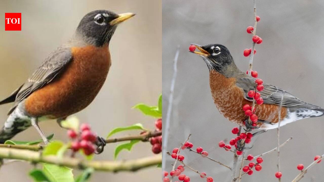 Feeding American Robins: This one fruit in your garden can attract American Robins: Here’s what to put out and how to do it right
