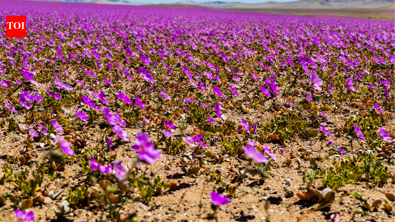 Atacama Desert: Atacama, the 'blooming desert', gets painted in a sea of colourful flowers following the rare phenomenon that happens once every 10 years