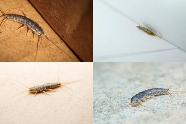 How To Get Rid Of Silverfish: Why silverfish suddenly appear in bathrooms and wardrobes: 3 smart tips to get rid of them |