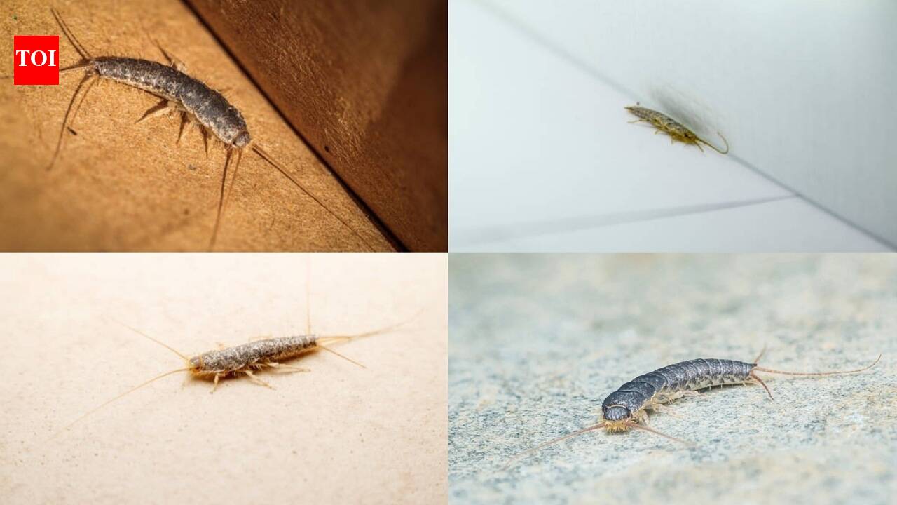 How To Get Rid Of Silverfish: Why silverfish suddenly appear in bathrooms and wardrobes: 3 smart tips to get rid of them |