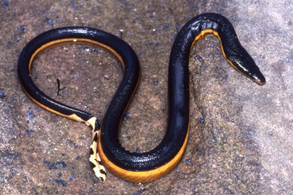 Yellow-Bellied Sea Snake: Yellow-bellied snake found on South California beach for the first time in nearly a decade: Beach holiday turns into adventure after girl encounters predator