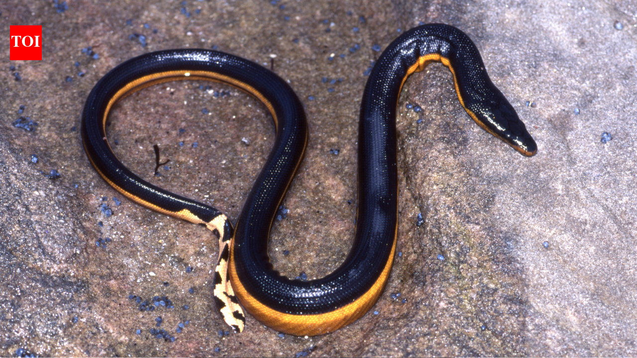Yellow-Bellied Sea Snake: Yellow-bellied snake found on South California beach for the first time in nearly a decade: Beach holiday turns into adventure after girl encounters predator