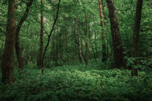 Forest vs jungle: What is the actual difference between the two? |