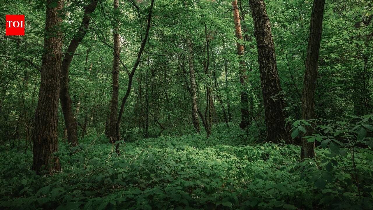 Forest vs jungle: What is the actual difference between the two? |