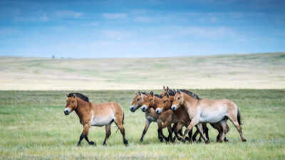 World’s only truly wild horse was once extinct in the wild; 40 years ago China began making efforts to bring it back, and now their population tops 900 and are independently reproducing