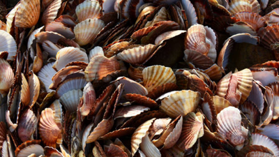 A Japanese village was drowning in 40,000 tonnes of scallop shells; then they crushed them to make stronger safety helmets for the fishermen