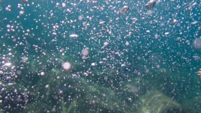 A methane leak in the South China Sea formed a plume over 1km high; but bacteria and worms built a 'worm bed' within two years shocking scientists and theories