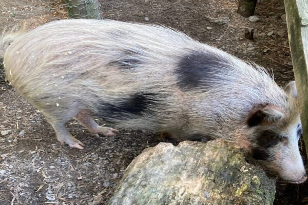 In 1807, sailors left pigs on a remote island as emergency food; 192 years later, rescuers found small, athletic animals valuable to medical research | World News