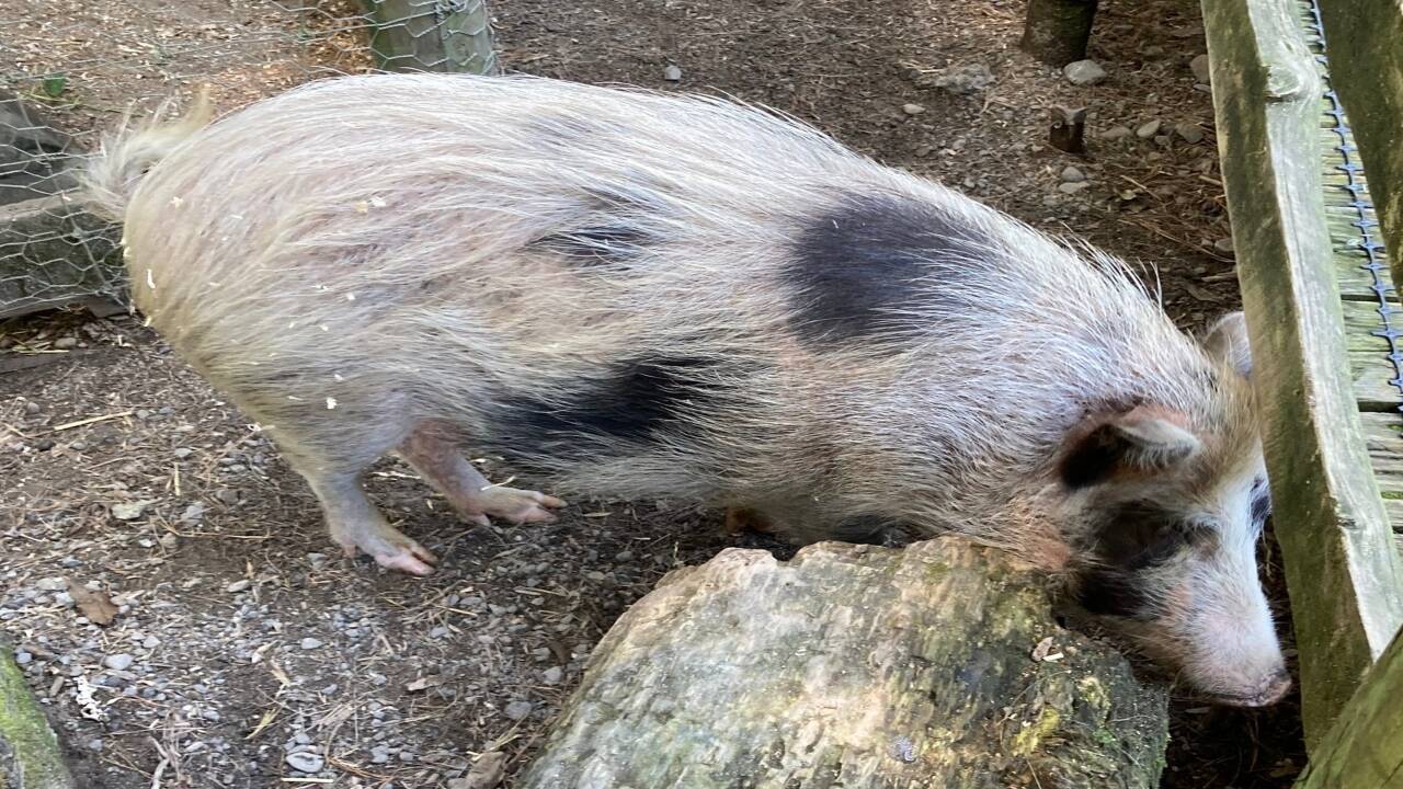 In 1807, sailors left pigs on a remote island as emergency food; 192 years later, rescuers found small, athletic animals valuable to medical research | World News