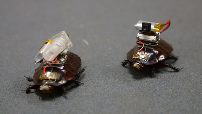 Australian scientists have created a cyborg cockroach that could locate victims and save lives in disaster zones