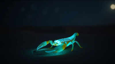 In 1945, an Arizona professor started hunting glowing scorpions at night; decades later his laboratory had become a major centre for venom research |