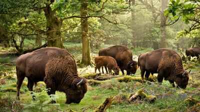 Britain brought back wild bison after 6,000 years; their grazing could reshape forests and create new habitats for other wildlife | World News