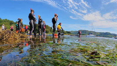Britain's seagrass meadows were disappearing; a Scottish community transplanted mature shoots instead of seeds and achieved 97% survival | World News
