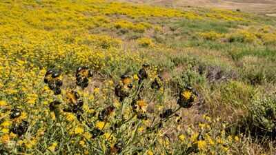 California had 2.34 million acres covered by a toxic yellow weed until tiny Australian beetles fought back and reduced it by 99% within a decade﻿ |