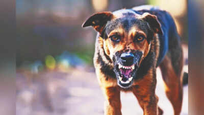 Dog bite ordeal doesn’t end with rabies prophylaxis | India News