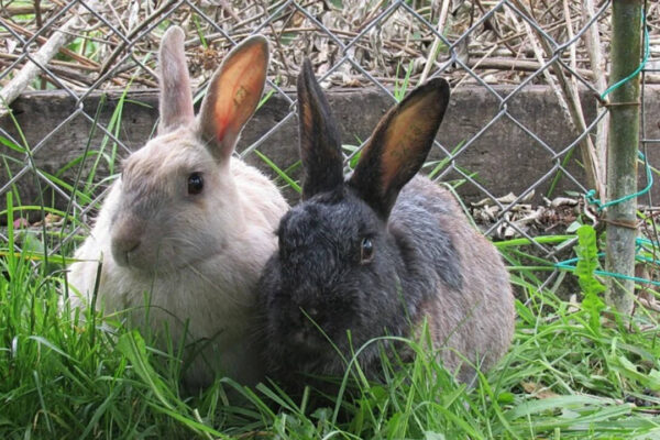 In 1865, settlers left rabbits on an uninhabited island as food for castaways; 127 years later, rescuers found a compact, thick-furred new island variety﻿ | World News