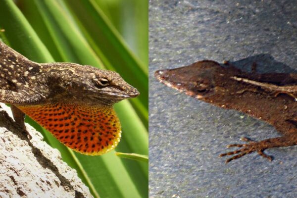 In 2005, scientists left one male and one female lizard on each of seven empty Bahamian islands; four years later, every colony had evolved shorter legs but still carried the body shape of its founding pair |