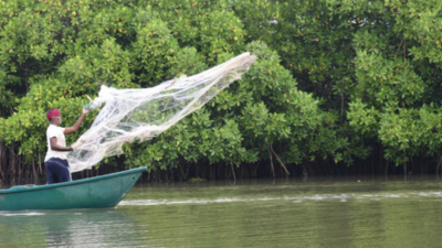 How Gujarat's villagers turned mangroves into a natural coastal shield | India News