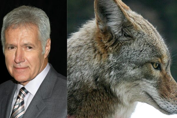 In 1998, Jeopardy! host Alex Trebek donated 74 Hollywood Hills acres worth $2 million, nearly doubling local parkland and protecting trails and a wildlife corridor for deer and coyotes
