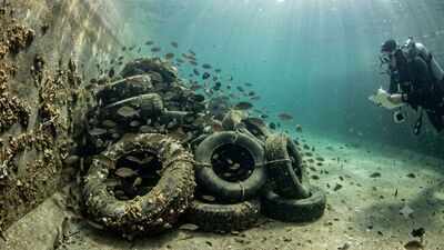 In 1994, researchers in California and Arizona turned discarded tyres into underwater reefs and found 20 times more fish in concrete canals |