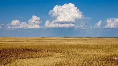 In 2008, volunteers began turning 6.25 acres of Illinois cornfield into prairie; 15 years later, 134 of 192 planted species remained | World News