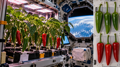 In 2021, Nasa grew Hatch chile peppers in microgravity; after 137 days, the plants produced 26 peppers with unusually straight stems |