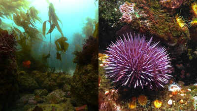 In 2013, California began removing millions of purple urchins from barren reefs; seven years later, more than 55 acres of kelp forest had returned