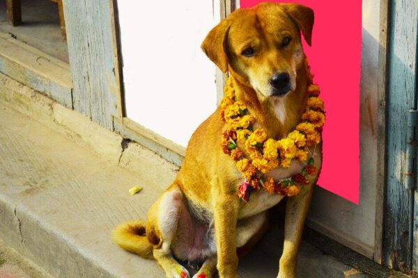 Where dogs are worshipped, monkeys are served feast and cows wear flowers: Unusual animal festivals celebrated worldwide