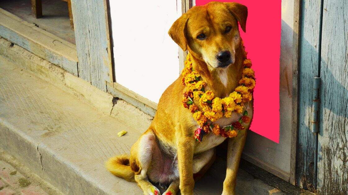 Where dogs are worshipped, monkeys are served feast and cows wear flowers: Unusual animal festivals celebrated worldwide