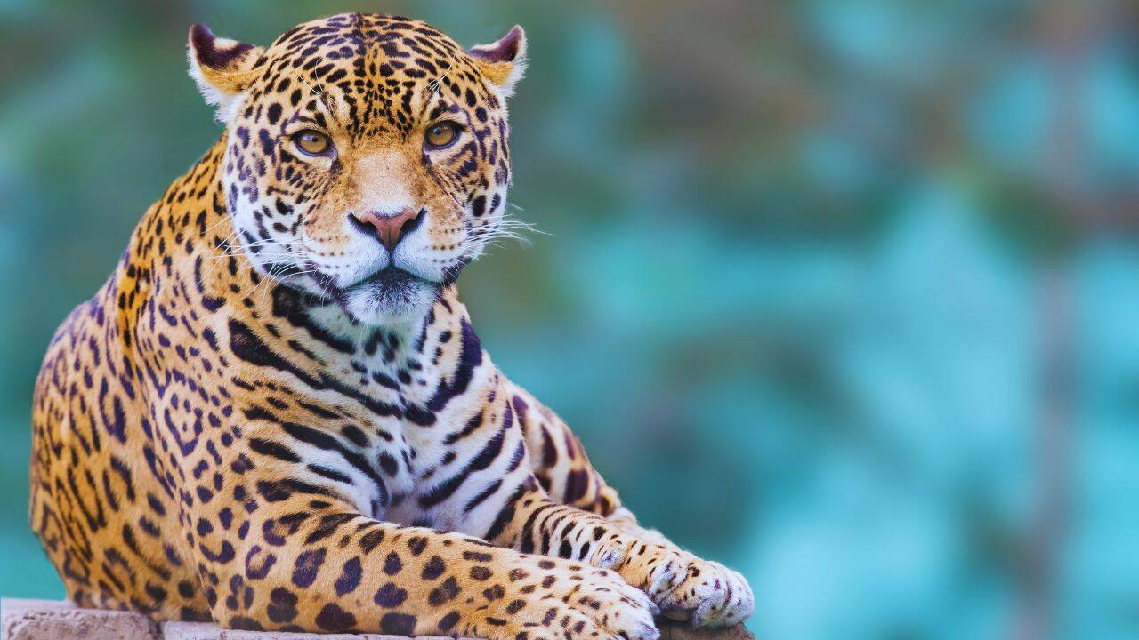 ‘Suddenly, it attacked’: Injured leopard ambushes forest official during Karnataka rescue operation; watch
